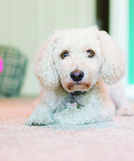 fourth_puppy_image